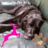 @2dogphish