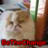@Romeothecat